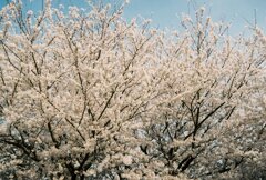 団子と桜
