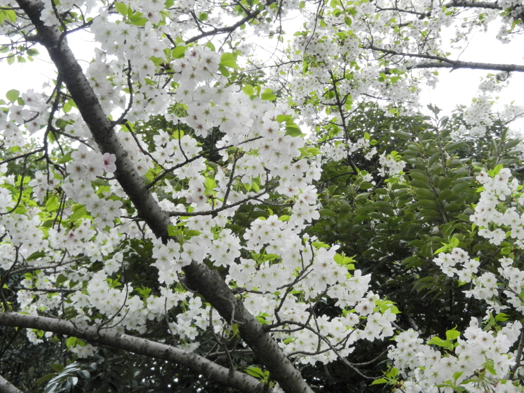 公園の桜（４）