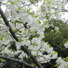 公園の桜（４）