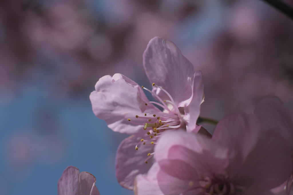 桜 II