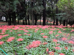 彼岸花(4)