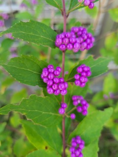小紫式部５