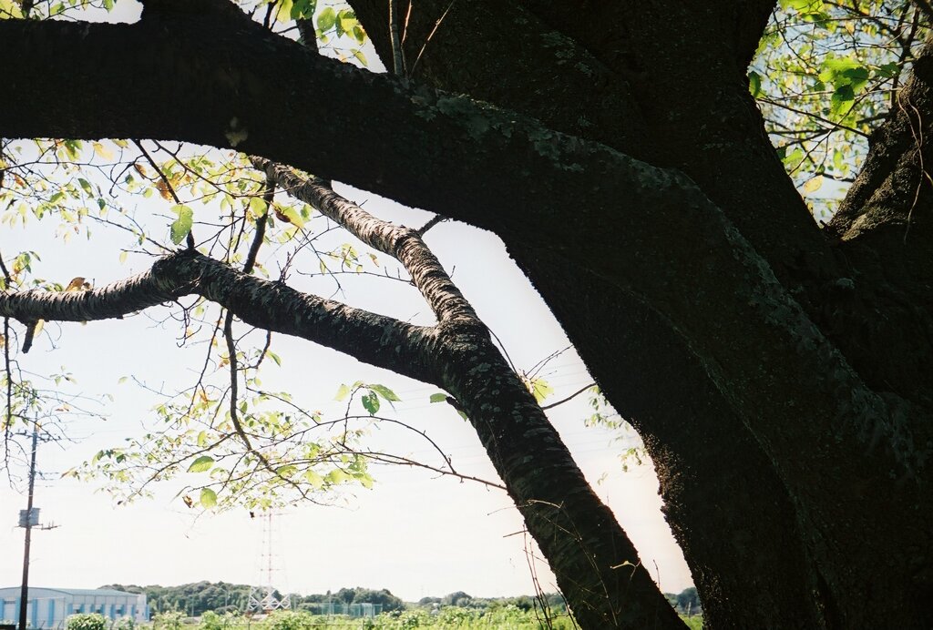 睡蓮池の夏４