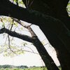 睡蓮池の夏４