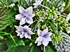 紫陽花（２）