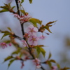 河津桜（１）