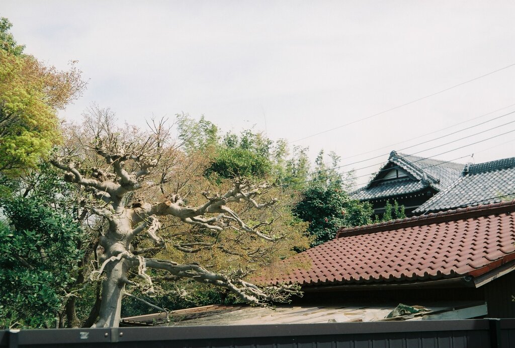 農家の春の軒先