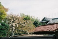 農家の春の軒先