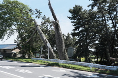 甚平公園の松（１）
