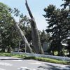 甚平公園の松（１）