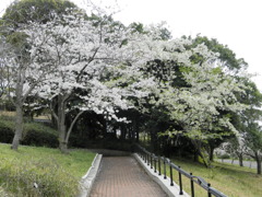 公園の桜（２）