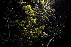 夜の桜（３）