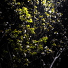 夜の桜（３）