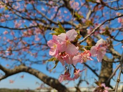 早咲きの桜(1)