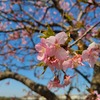 早咲きの桜(1)