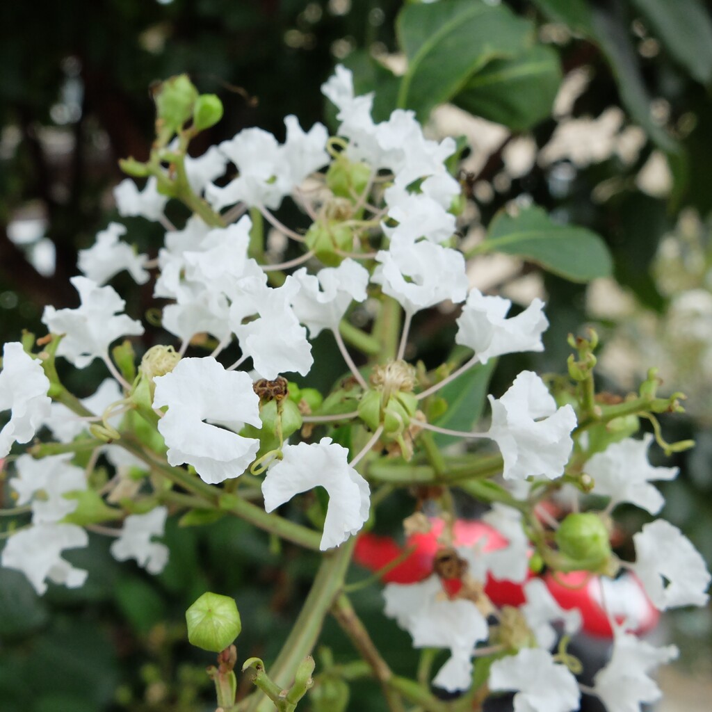 百日紅 白花 (1)