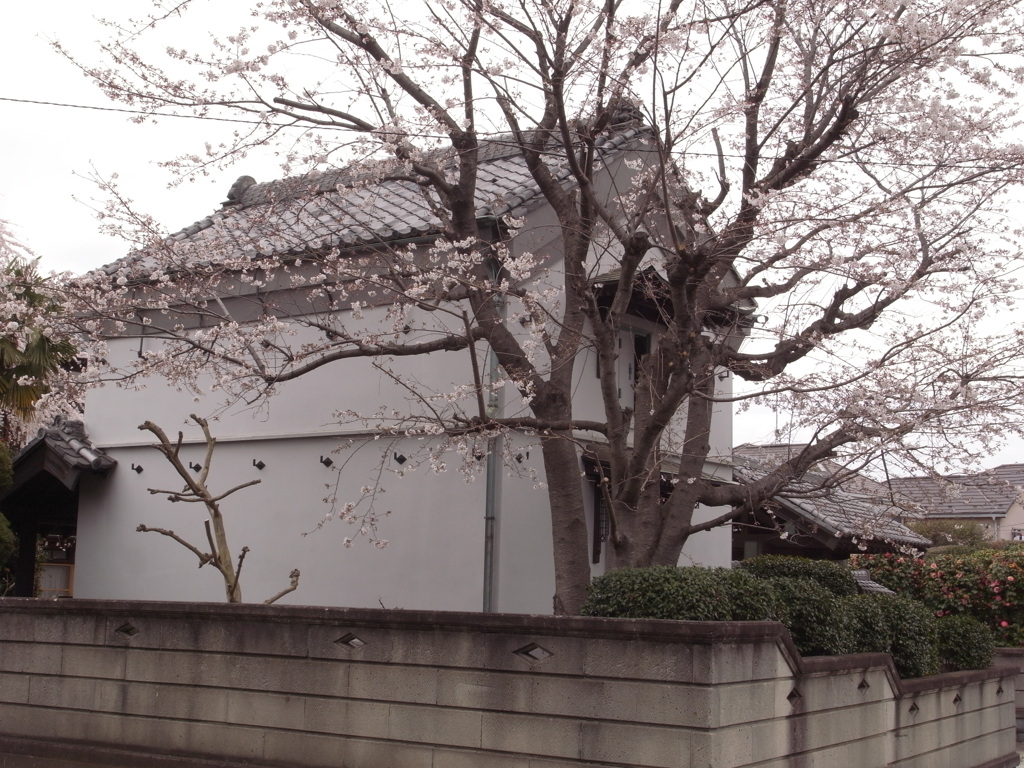 倉と桜