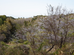 師戸城址の春（３）