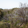 師戸城址の春（３）