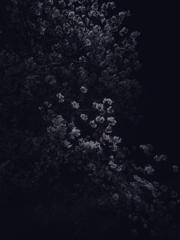 夜桜