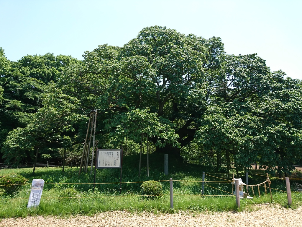 吉高の桜への補遺 (4)