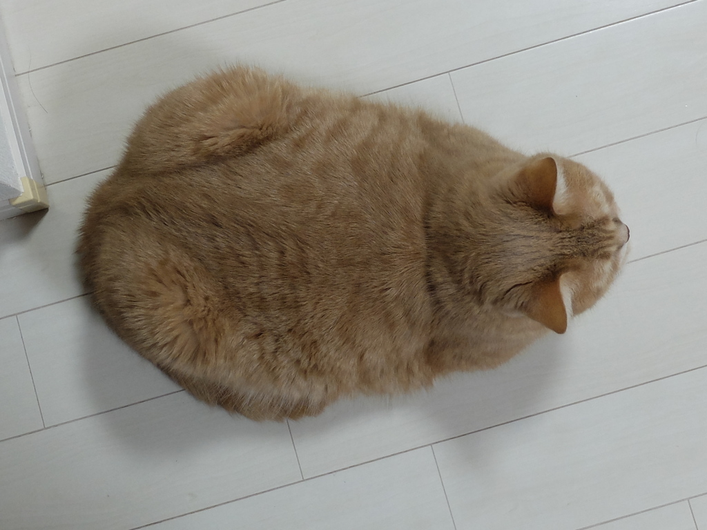 茶左丸君
