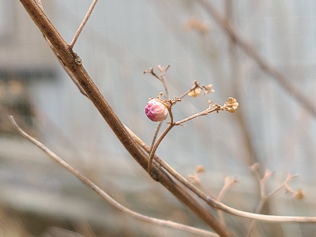 ムラサキシキブ