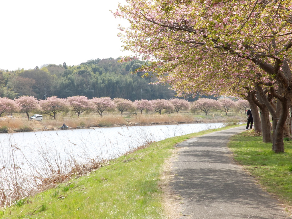 新川千本桜 平戸橋付近(2)