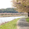 新川千本桜 平戸橋付近(2)