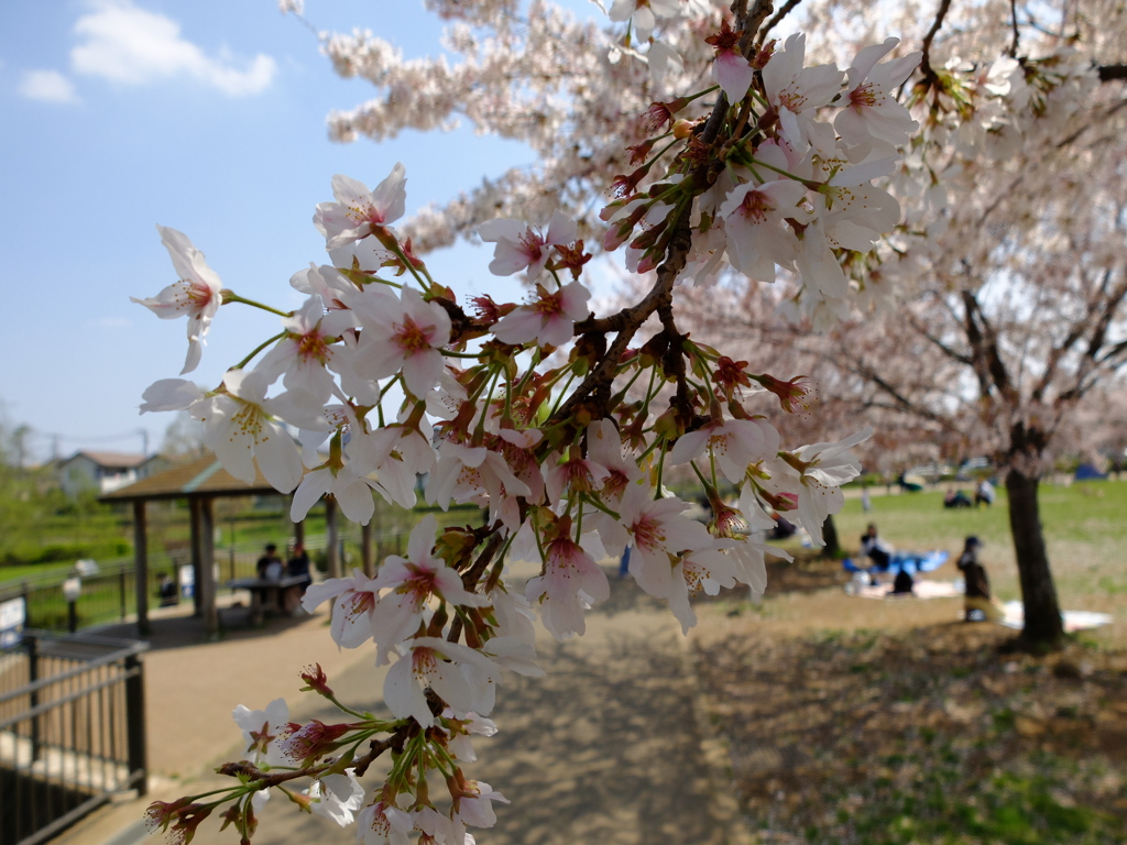週末の花見