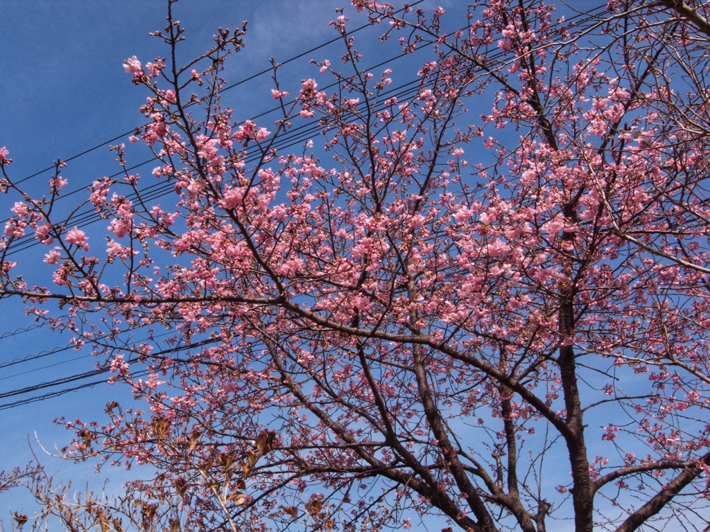早咲きの桜 II