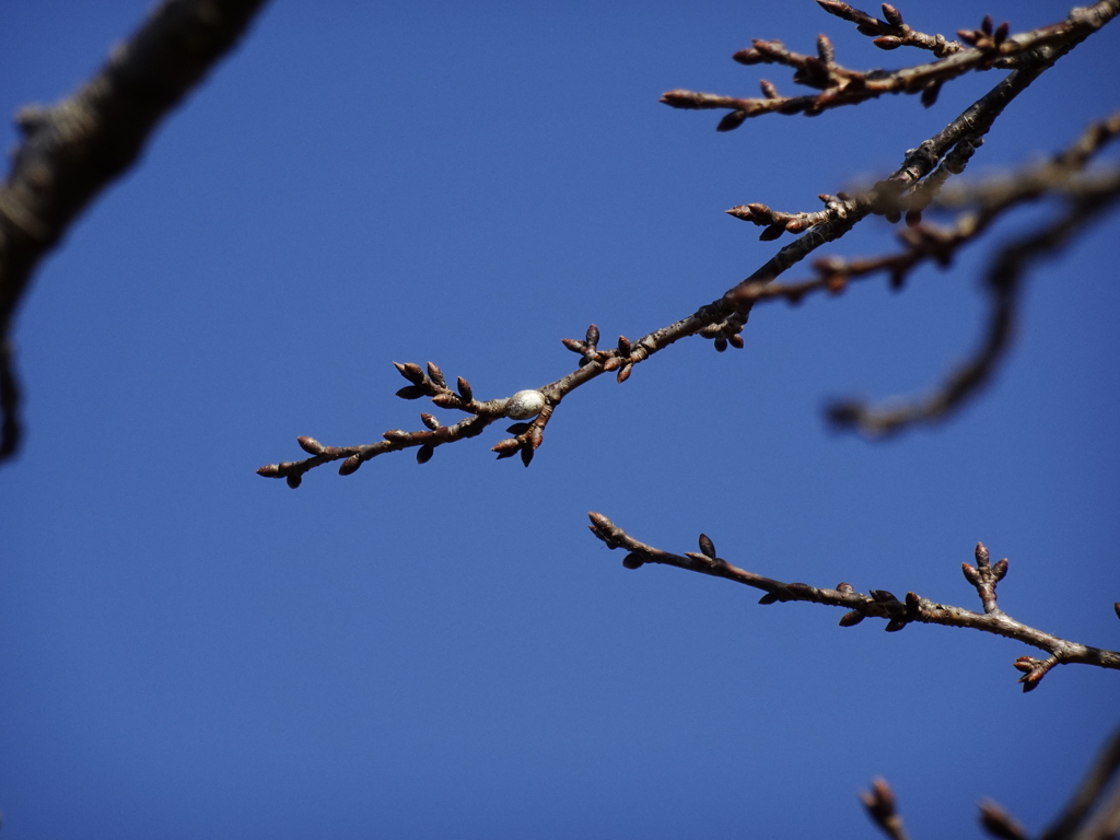 桜並木では（１）