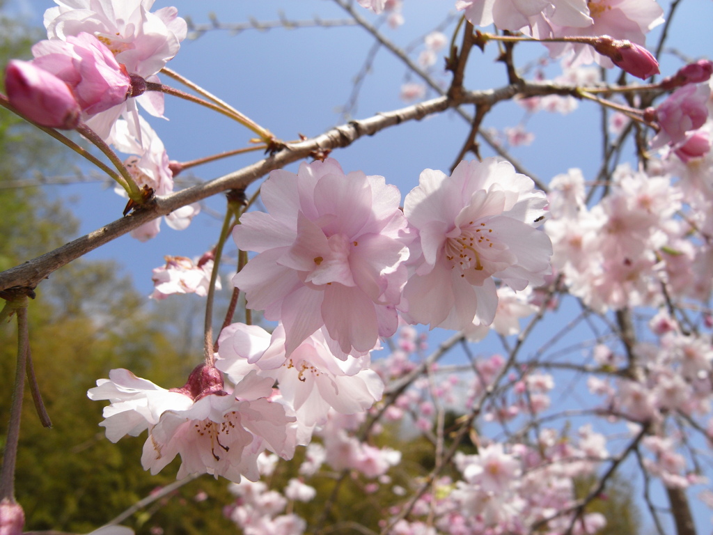 滝桜の子(5)