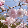 滝桜の子(5)