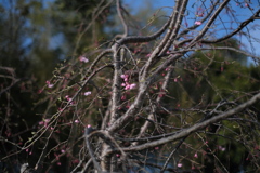 滝桜の子（６）