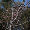 滝桜の子（６）
