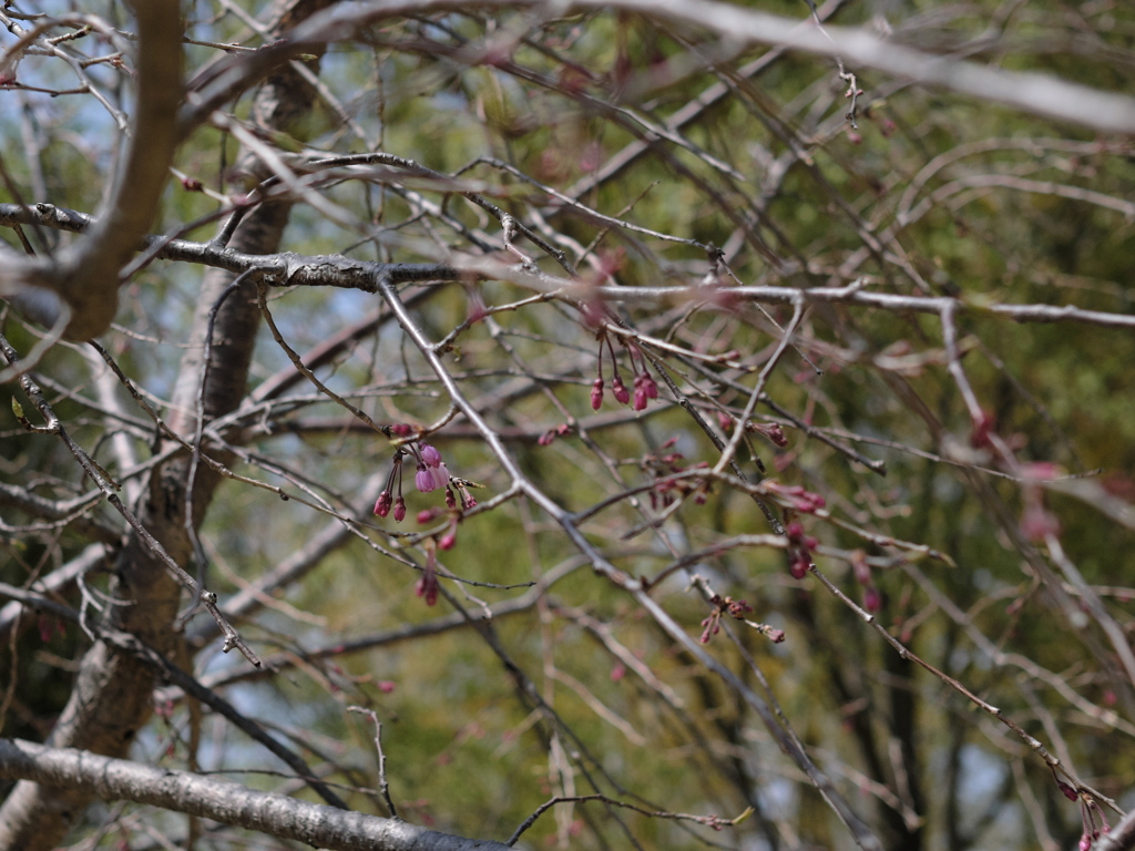滝桜の子（３）