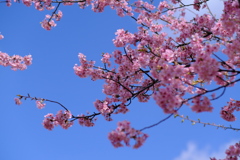 公園の河津桜（１）