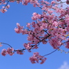 公園の河津桜（１）