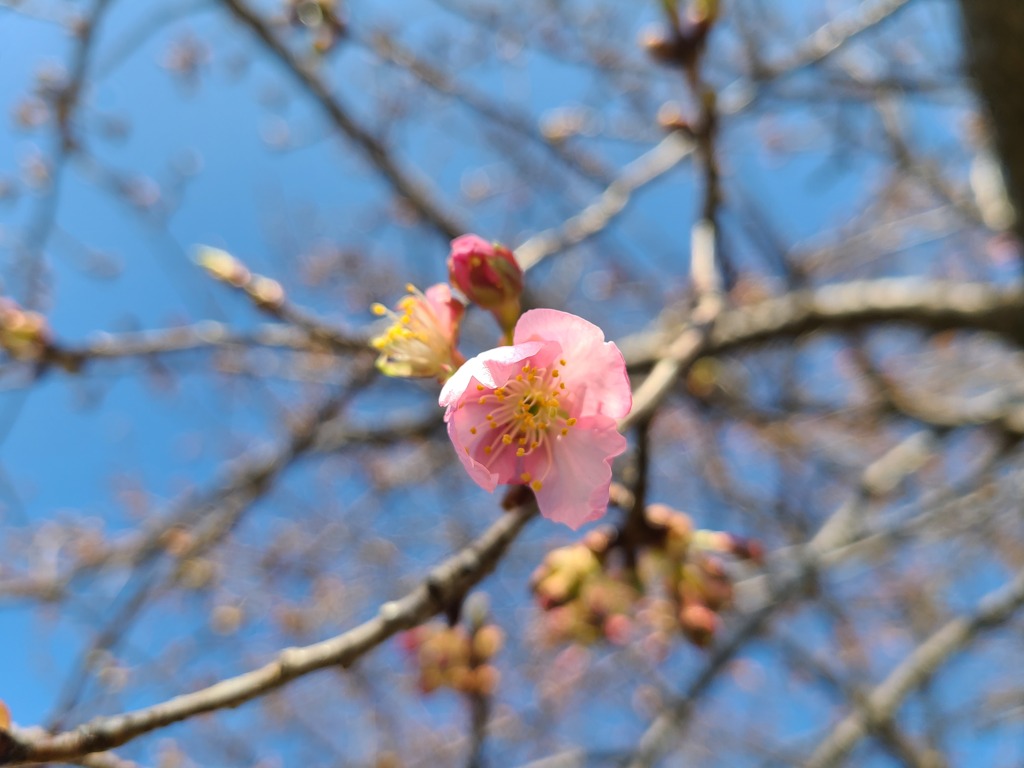 河津桜 (3)