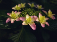 朝の紫陽花(1)