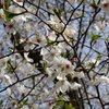 師戸城址の春（１０）