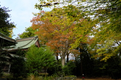 境内の紅葉