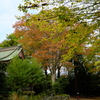 境内の紅葉