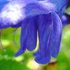 9月の花壇 (9)