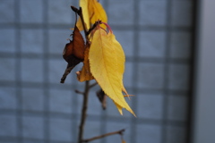 ヤマザクラの実生　番外（２）