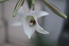 開花