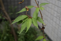 ヤマザクラの実生