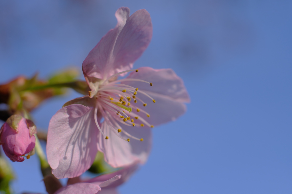 河津桜 I