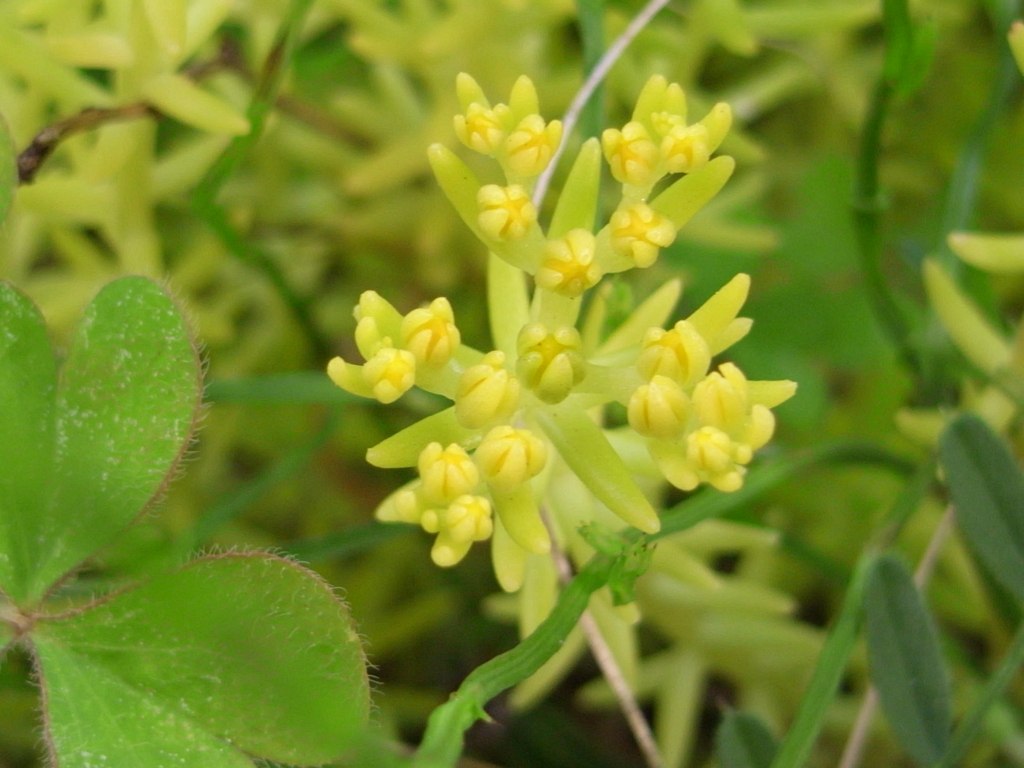 ベンケイソウの花